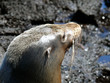 Seelöwe