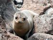 Foto: Seelöwe Seelöwe