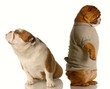 english bulldog standing with his back to the other arguing