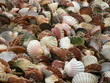 Les coquilles Saint-Jacques de Normandie Les coquilles Saint-Jacques de Normandie