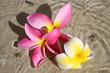 Tropical Flowers