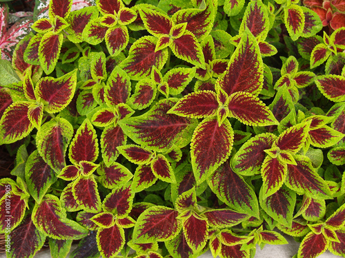 Photo: Red and Green Coleus Red and Green Coleus