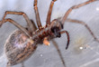 spinne, hausspinne