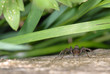 spinne, gras