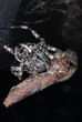 spinne, kreuzspinne, beute