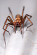 spinne, hausspinne