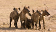 Pack of hyenas