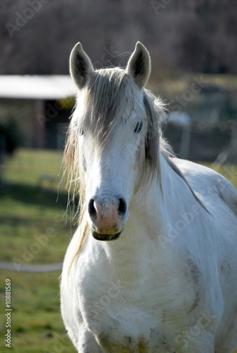 Photo: White horse White horse