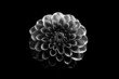 BW fleur