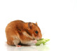 hamster