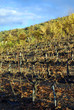 Vignoble sur terrasses Vignoble sur terrasses