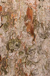 Tree bark texture