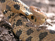 Fox Snake