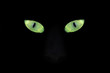 cat eye in the dark
