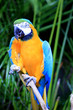 Cypress Gardens Parrot 01