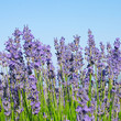 Lavender with blue