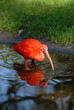 Scharlachsichler, sichler, ibis, spiegelung