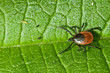 Zaškrtněte listu. Ixodes ricinus.
