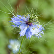 fleur fleur