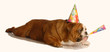 bulldog wearing birthday hat and blowing on horn