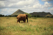 Elephant walking towards the hills