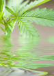 Hemp background