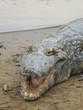crocodile