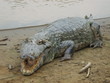 crocodile