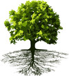 Trees with roots
