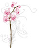 Orchids