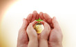 Hands and a small earth