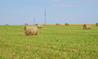Field with hay rolls
