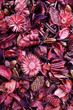 Colors of nature. Lilac flowers composition