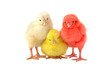 color chicken