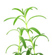 Rosemary plant
