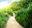 wood way in forest