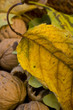 dried fruits