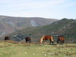 caballos pastando