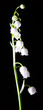 lily of the valley