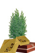 CHRISTMAS TREE AND PRESENTS2