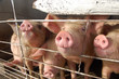 schweine