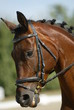 tete de cheval