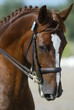 cheval