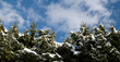 sapins enneigés