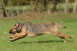 décomposition du mouvement de course d'un border terrier