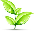 Jeune plante