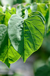 Green Love