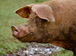 Big Pink Pig, Moorea, French Polynesia
