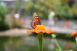 orange butterfly