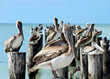 Braun - Pelikane auf Pier in Florida,USA